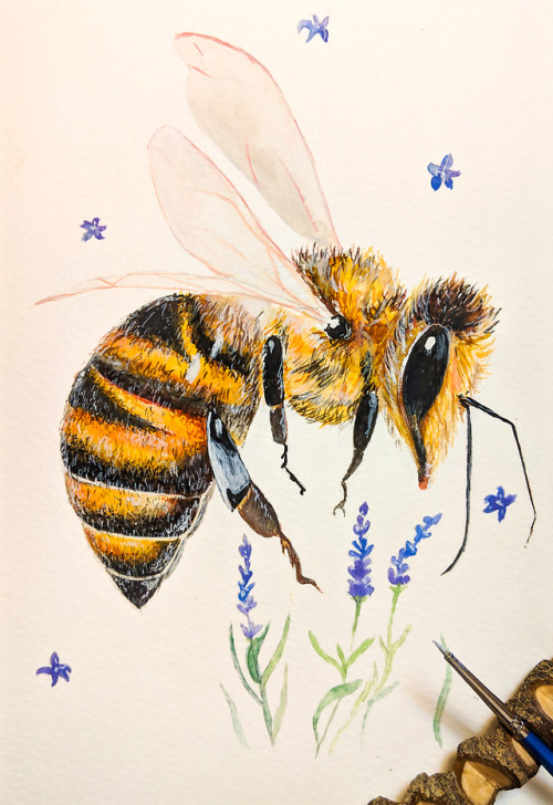 Honeybee Watercolor painting with bits of Lavender // Zaiguu