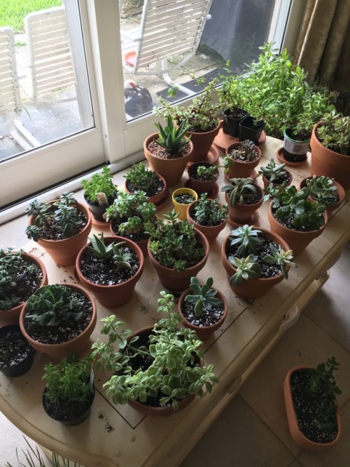 succulents4life: The gangs all here