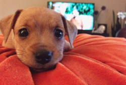 babyanimalposts:  feeling sad? you need this blog on your dash!