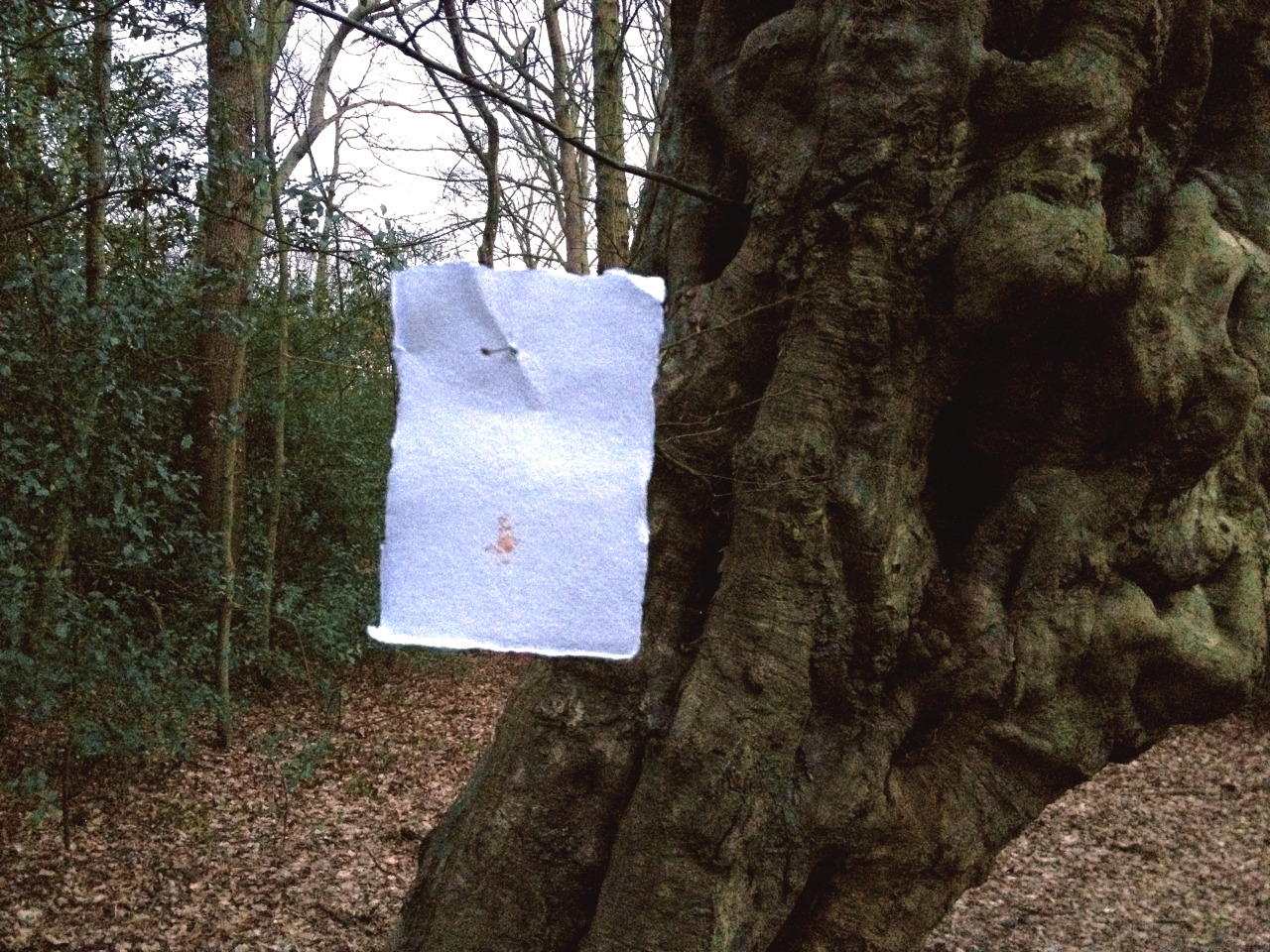 raveneuse:  Adam Patterson, Licking My Wounds, Epping Forest, 2014.  