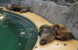 Pasionanimalblog:  First Thing In The Morning: This Is The Look Of The Sea Lions