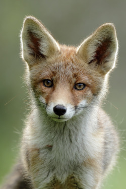 wonderous-world:  Young Red Fox by Menno