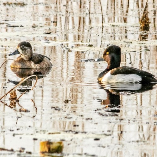 thatsbug2u:Ringnecked #ducks at #savannahnwr. #birding #wildliferefuge #wildlifephotography #naturep