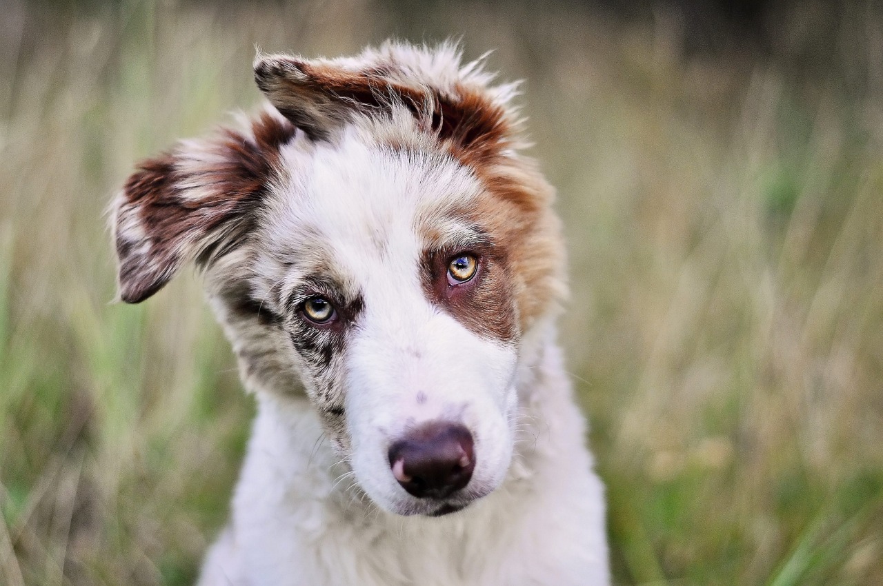 handsomedogs:   Fawkes   Aneta Paulasova  