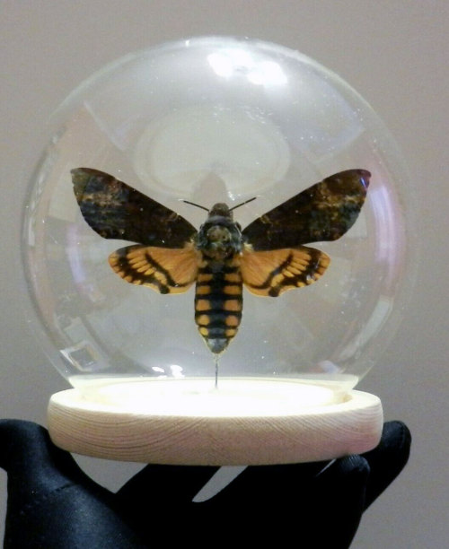 Death’s Head moth specimen in a glass domeMore oddities for sale