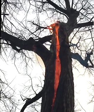 morbidology: In 2015, a group of hikers stumbled across this “devil tree” near Defiance, Ohio. There