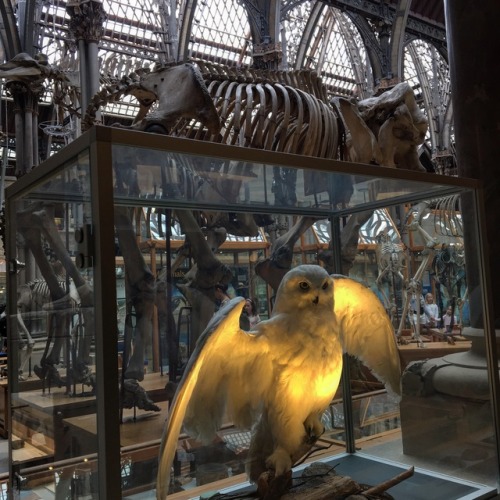 moonandserpent: Oxford University Museum of Natural History, Oxford, 2017.