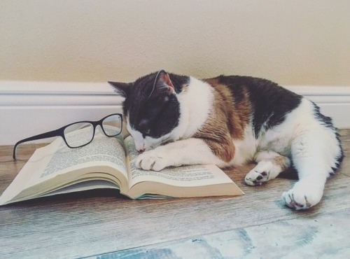 boschintegral:nothingforblogging:A cat and book@mostlycatsmostly