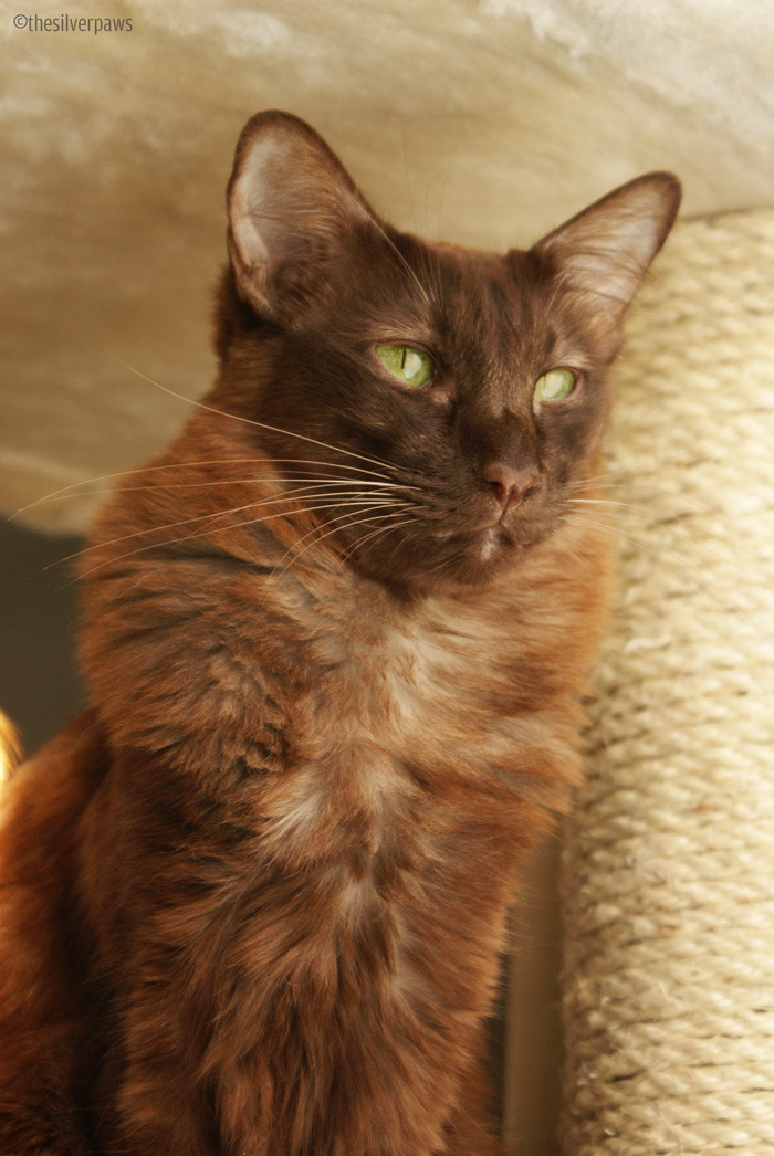 Sambucca – Oriental Longhair in chocolate smoke.