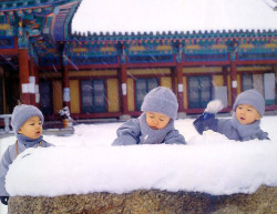  Little monks having a snowfight in Shaolin Monastery Henan, China 