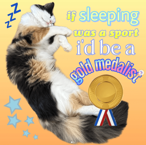 🐈💙🐈💙🐈