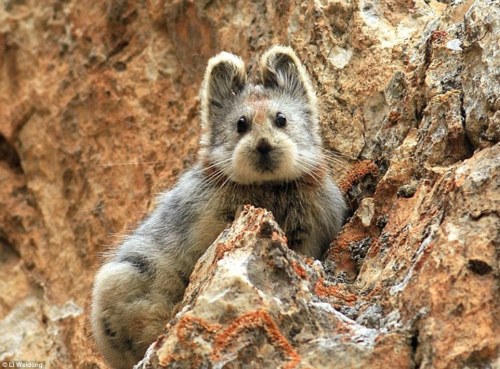 Adorable: The Ili Pika is one of the world’s rarest mammals, and has been spotted for the firs