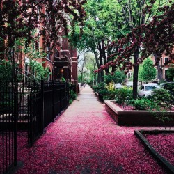 almostkelsey:  Spring in Lincoln Park