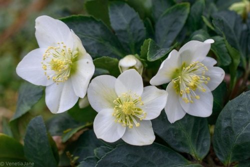 brigantias-isles:Helleborus niger is the flower dedicated to St. Agnes whose feast day falls on 21st