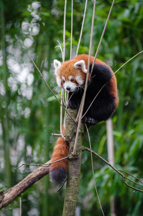 funkysafari:Red panda by Mathias Appel