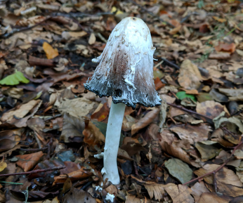 More fungi from my autumn hikes The first one, with its beautiful colours, is probably Xerocomellus 