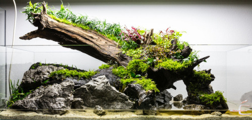 fuck-yeah-aquascaping:Read and learn how to create a wabi-scape:part 1 – hardscape and techpart 2 – 