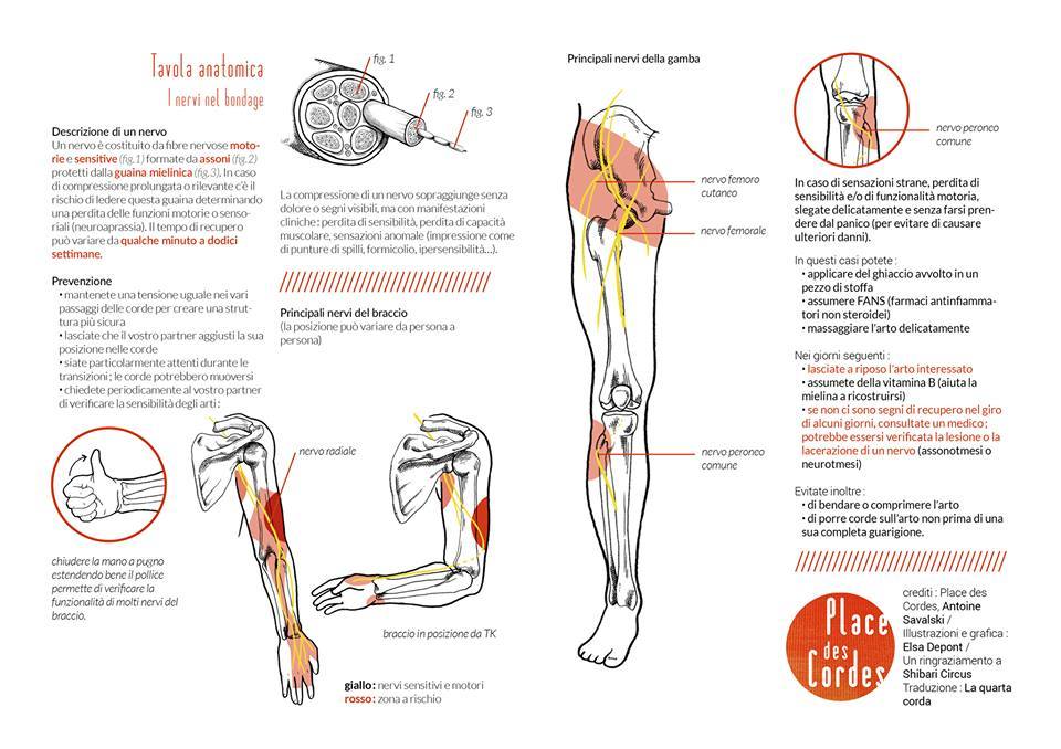 morethanwordscando:  placedescordes:    A simple flyer about nerve damages’ education