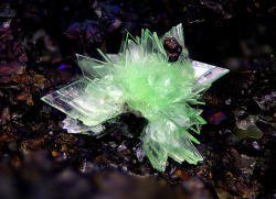 underthescopemin:  Annabergite  Locality:La Gallega Mine, Ojén lherzolite massif, Ojén, Málaga, Andalusia, Spain  Flower of nickel, aggregate of crystals of 1mm. Collection and photo: Antonio Pliego  