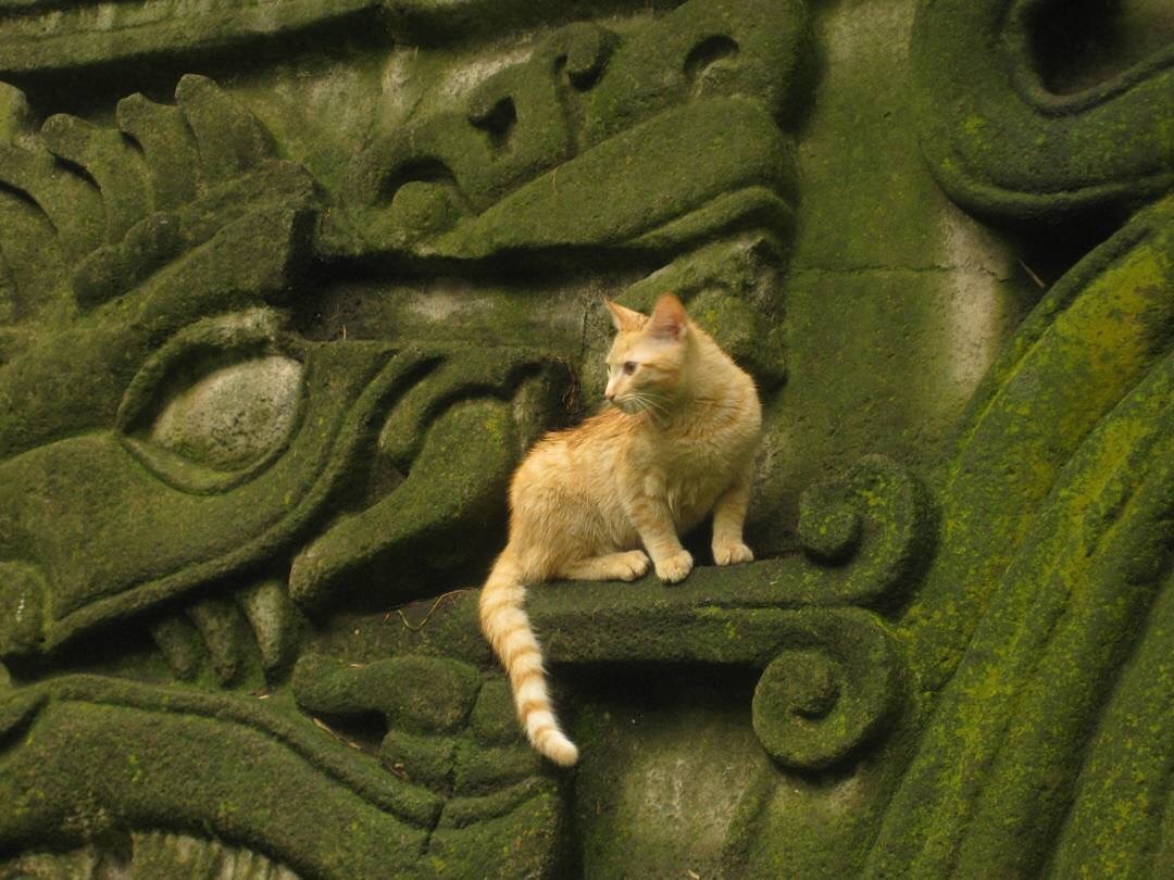 neomexicanismos:“Gato con Quetzalcóatl en Xochicalco ߐѰߐ bit.ly/LeyendaDeQuetzalcoatlɢ