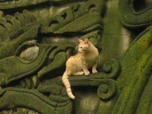 neomexicanismos:Gato con Quetzalcóatl en Xochicalcobit.ly/LeyendaDeQuetzalcoatl