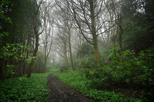 90377:Longley Woods by Tim-Hoggarth on Flickr.