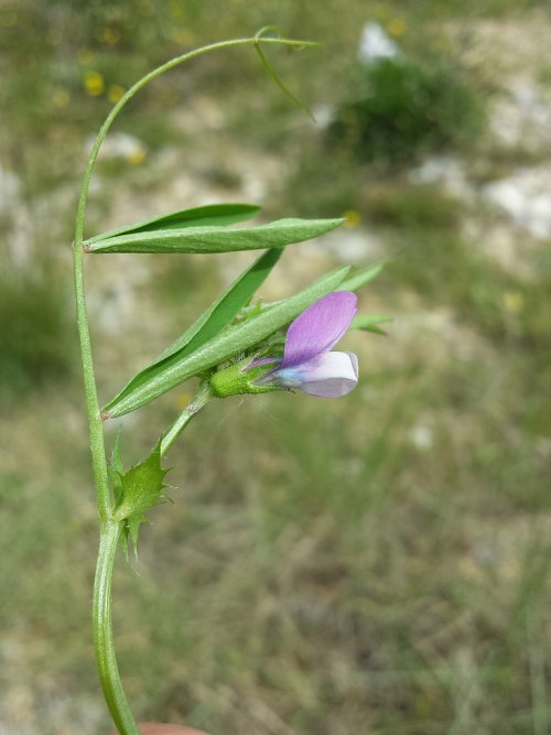 taxonomy-blog: Bithynian vetchVicia bithynicaC Stefan.lefnaer, CC 4.0