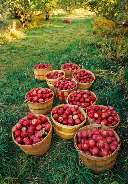bluepueblo:  Apple Harvest, Payson, Utah photo via vintage 