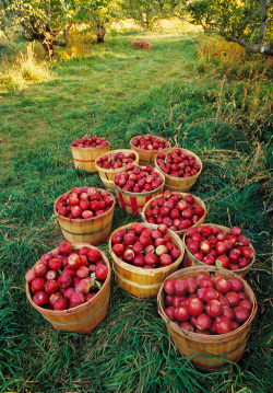 bluepueblo:  Apple Harvest, Payson, Utah