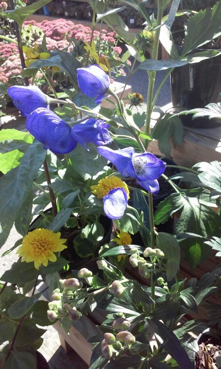 flowerfood:wild-flowers:flowerfood:wild-flowers:Monkshood Watch out for that aconite, now…“Poisoning