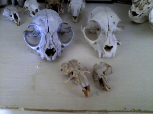 boneyadventures:I wish my camera worked :c One of my friends found this cat and muskrat skull (both 