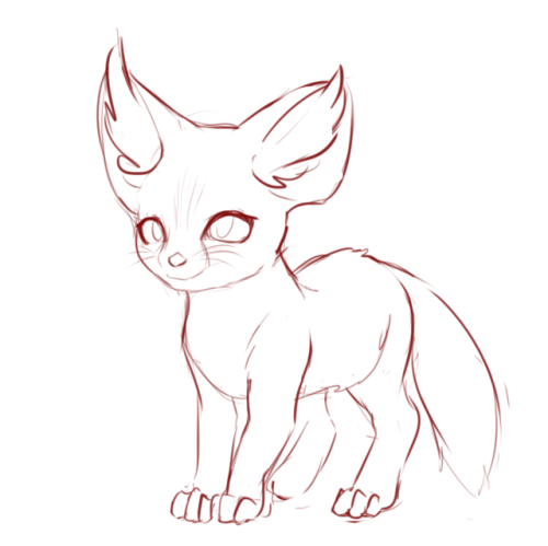 XXX alasou: I dreamed last night a baby Fennec photo