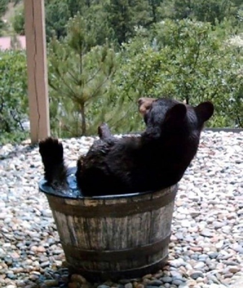 tamorapierce:Bears.  Always abscondulatin’ with your water.