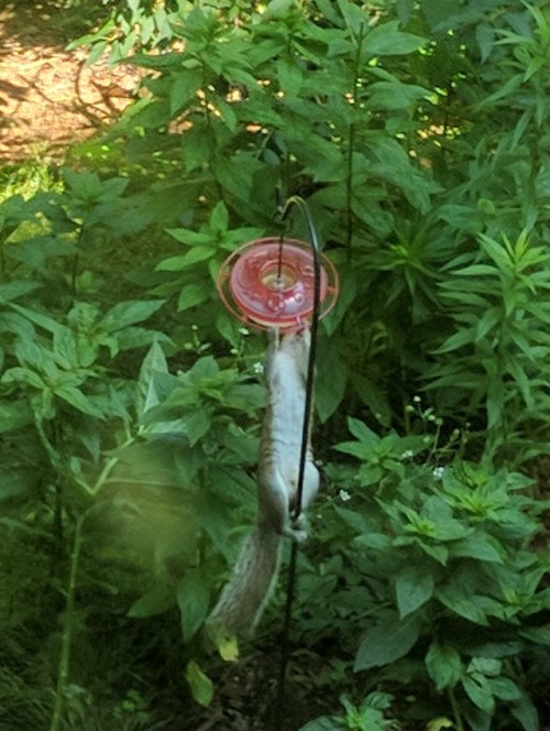 This fucking squirrel has been tipping the hummingbird feeder over and drinking out all the sugar wa