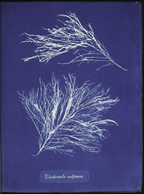 nurseandwound:From “Photographs of British Algae” by botanist Anna Atkins, 1843; this was the first 