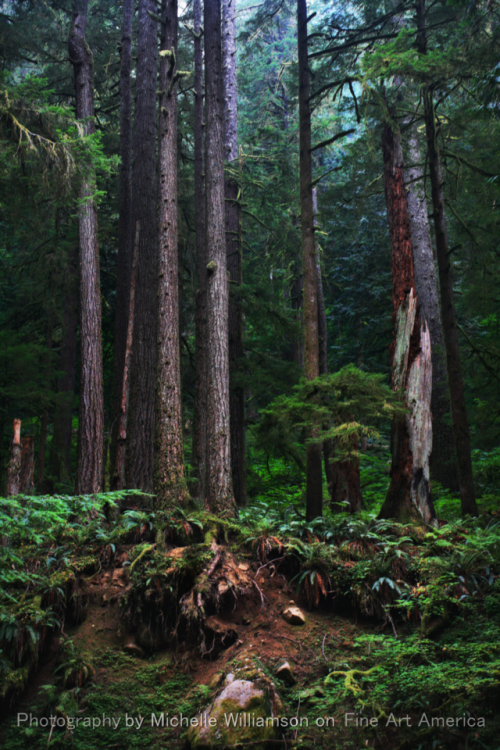 bright-witch:Larch Mountain Memories| Personal Print Shop and Photography Website || Fine Art Americ
