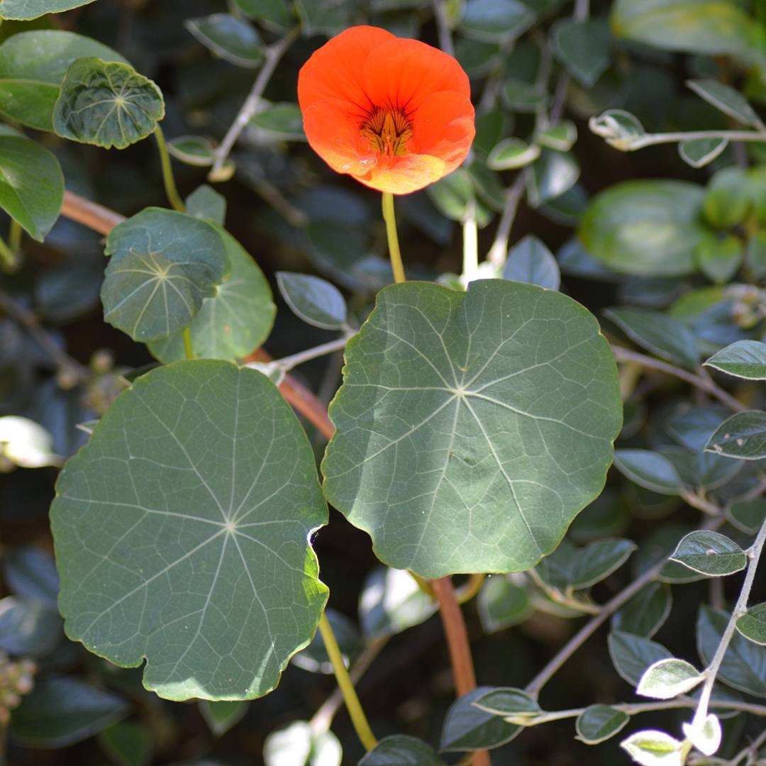 A flower with two shields