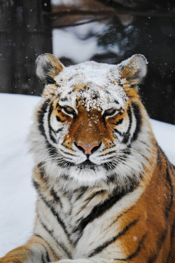 archangvl:  Tiger in the Snow | Hitoshi Nakamura
