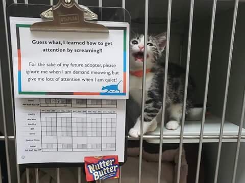 callmekitto:  lilacstilettos:  me, having been ignored for approximately .5 seconds:  Nutter Butter 