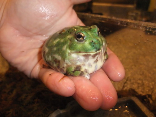 Porn photo toadschooled:The Chaco horned frog [Chacophrys