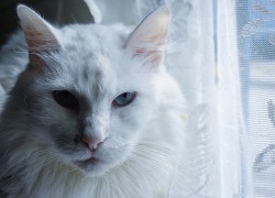theladytrickster: hotcommunist:   arielpenavi: Turkish Angora  Animal Portrait  why does this cat look like he’s the protagonist in a swedish crime drama   I trust him to hunt down the serial killer 