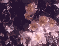 tarassein:  Hand-tinted footage of roses,