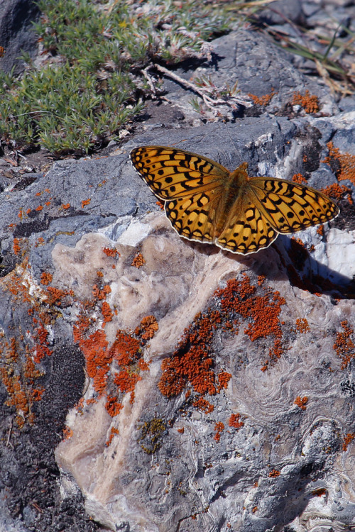 A Fritillary butterfly pauses to rest near some sunset lichen, Mount Helena, Montanawww.fs.f