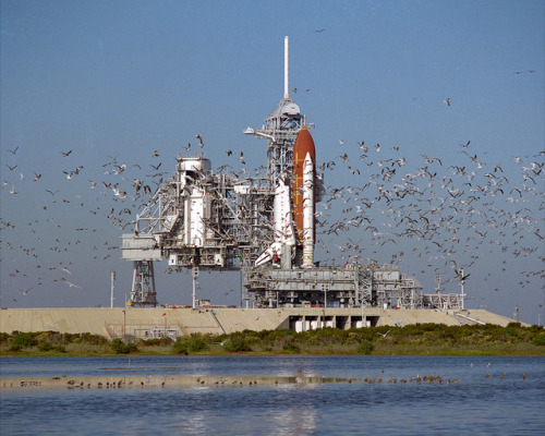 photos-of-space:A flock of birds take flight in front of Space Shuttle Atlantis at Pad 39B (1988). [3000 × 2400]