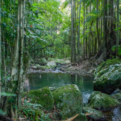 la-scorpiana:  utwo:  A couples-only rainforest getaway perfect for honeymoons and romantic escapes. © crystalcreek rainforest retreat  This is perfect for being alone omg