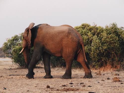#selfmade #photography #vscocam #new #nature #animal #vsco (bij Kruger National Park, South Africa)