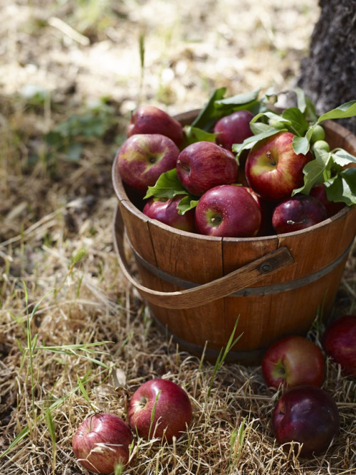 apple picking