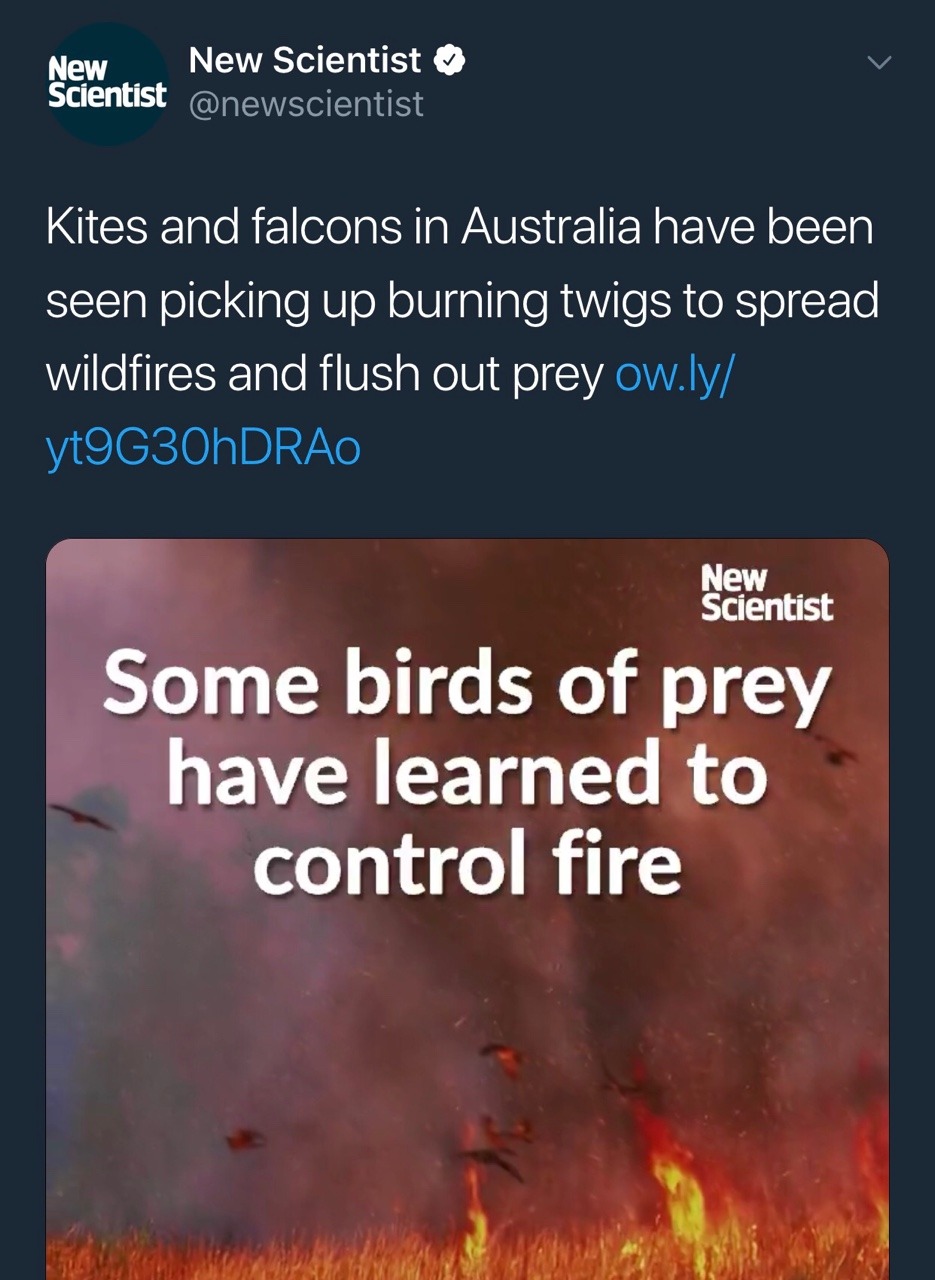 elodieunderglass: adoomkitten:  quietpinetrees:  New Scientist: Kites and falcons