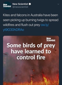 elodieunderglass: adoomkitten:  quietpinetrees:  New Scientist: Kites and falcons in Australia have been seen picking up burning twigs to spread wildfires and flush out prey  ow.ly/yt9G30hDRAo  QuietPineTrees: This cannot happen. We cannot let birds gain