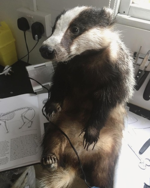 Finished this cutie! Will take better pictures soon ☺️ #badger #cutiepatootie #taxidermyco #taxiderm